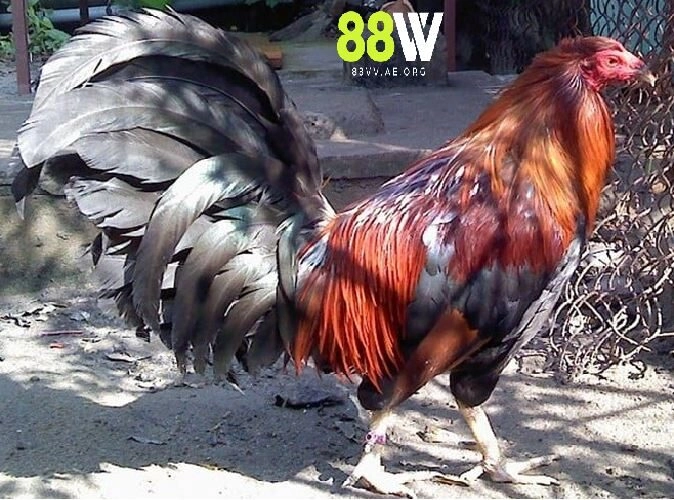 Chăm Sóc Gà Đá 88vv – Tăng Cường Sức Mạnh, Bền Bỉ Thi Đấu