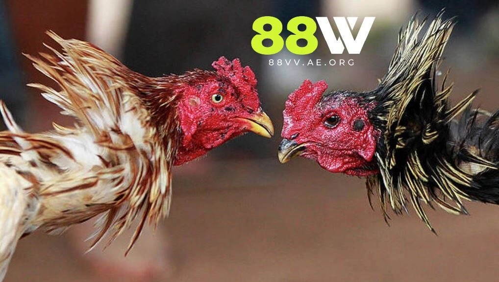 Cập nhật luật trải nghiệm chọi kê