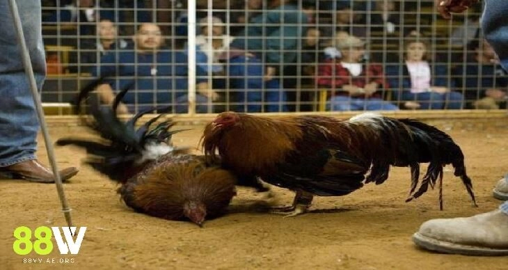 Trận đá gà cựa dao trực tiếp