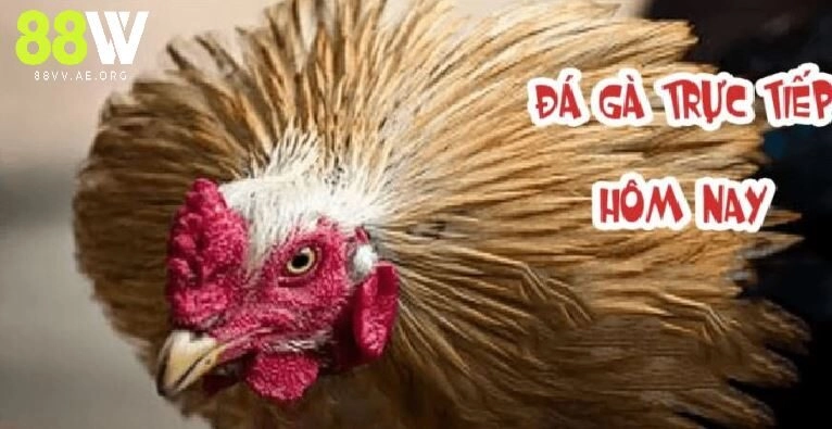 Đá gà trực tiếp hôm nay