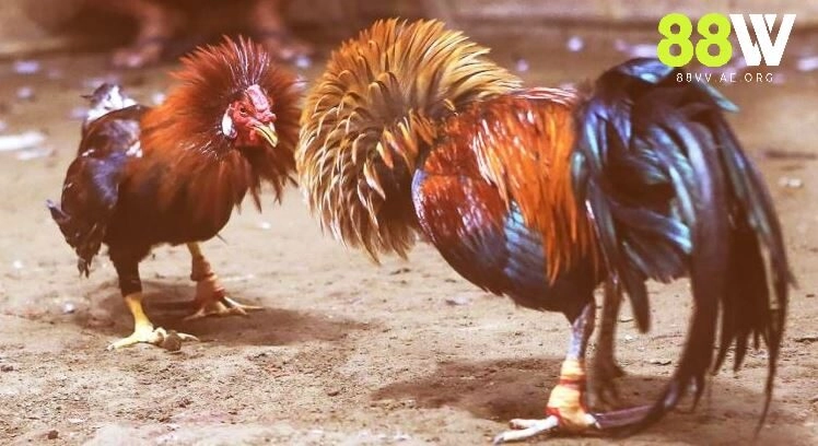 Cược Đá Gà Cựa Sắt Thomo 88vv với 3 lựa chọn