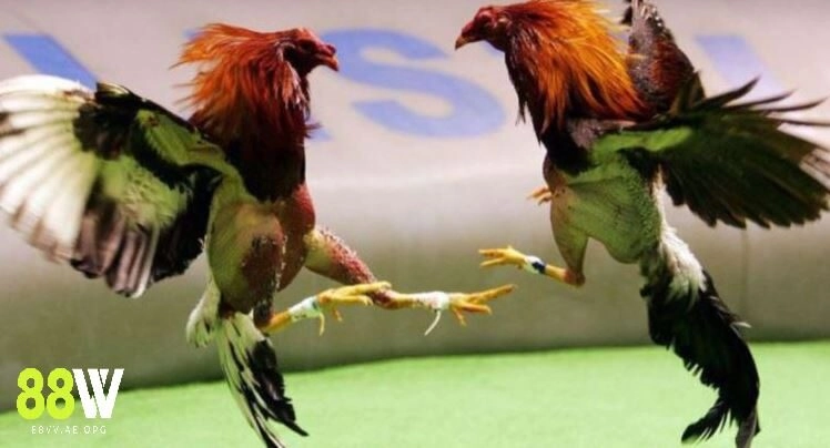 Thành công của kênh đá gà cực sắt thomo 88vv