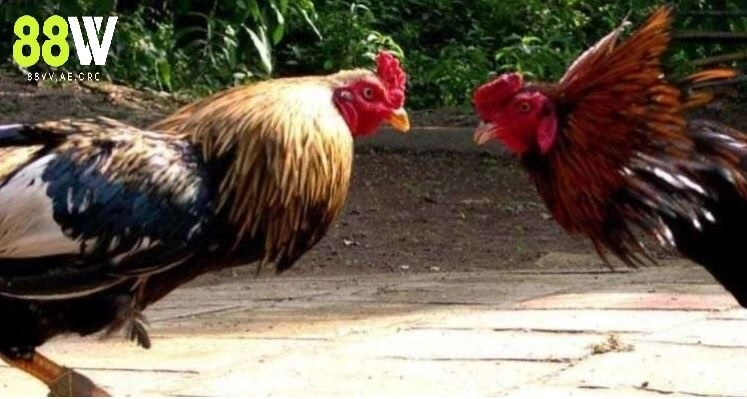 Đá Gà Cựa Sắt Thomo – Sân Chơi Cá Cược Số 1 Tại Nhà Cái