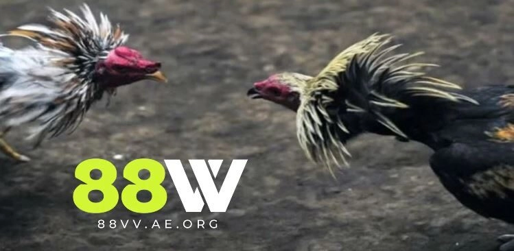 Đá Gà Mỹ 88vv – Trải Nghiệm Cá Cược Đá Gà Sôi Động Số 1