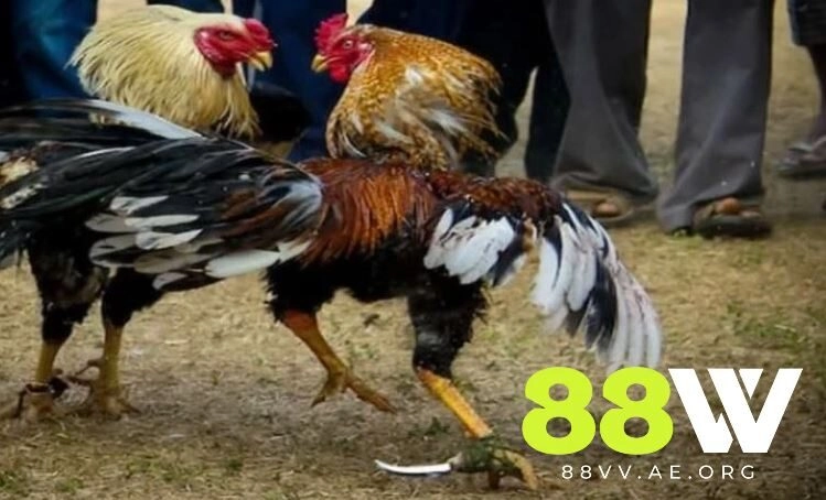 So sánh Đá Gà Mỹ 88vv với các loại đá gà khác