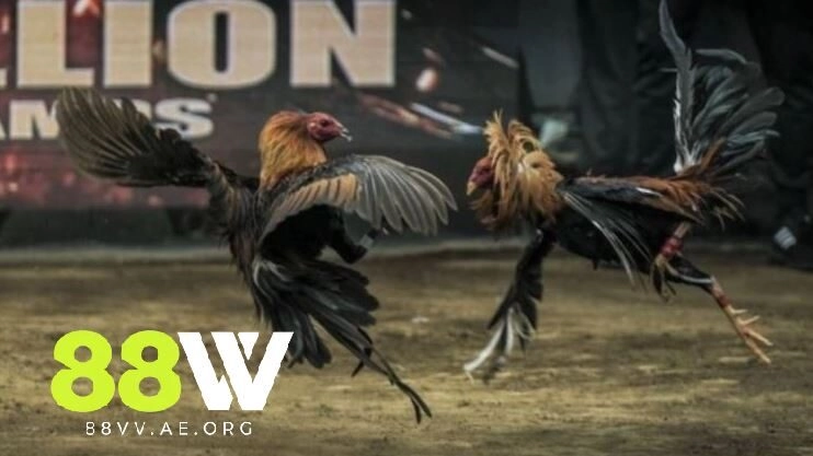 Những Giống Gà Đá ưa Chuộng