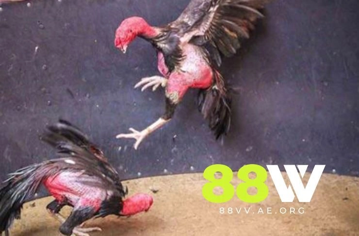 Gà Chọi Ô Taxi: Huyền Thoại Bất Bại và Những Trận Chiến Để Đời